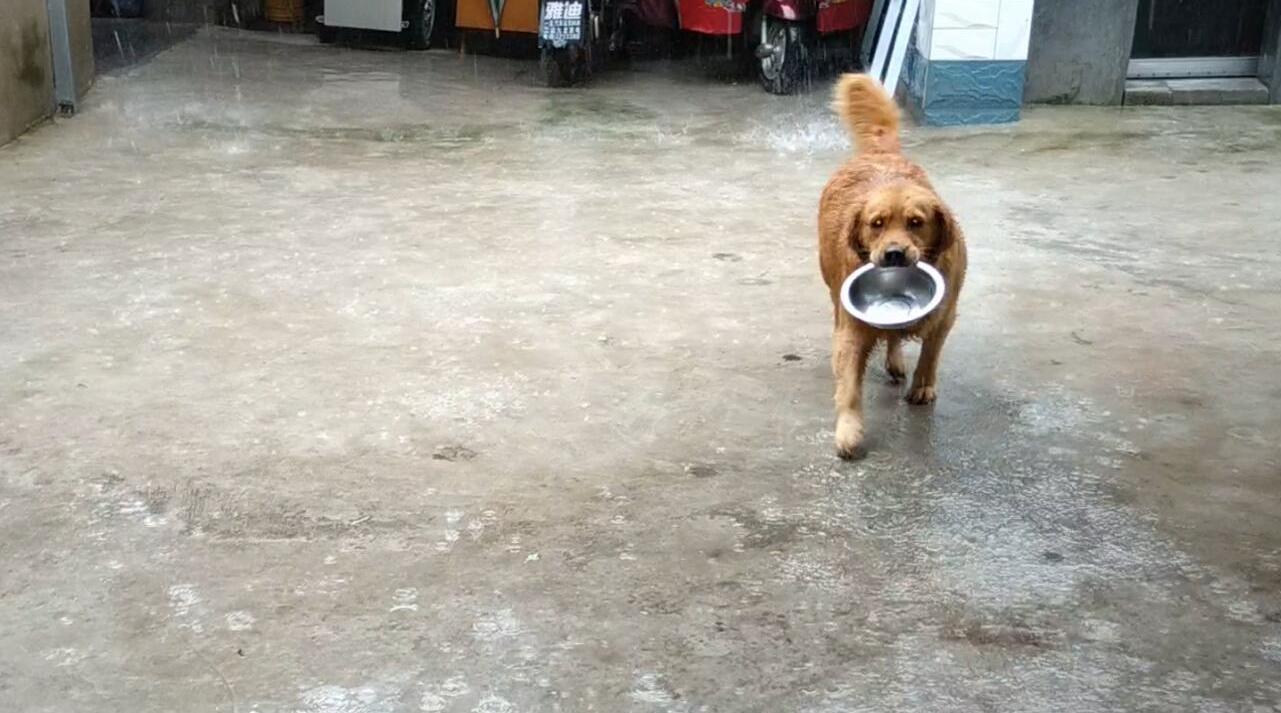 金毛狗狗为了吃,顶暴雨叼饭盆,不让农村妈妈帮忙,网友说够拼的