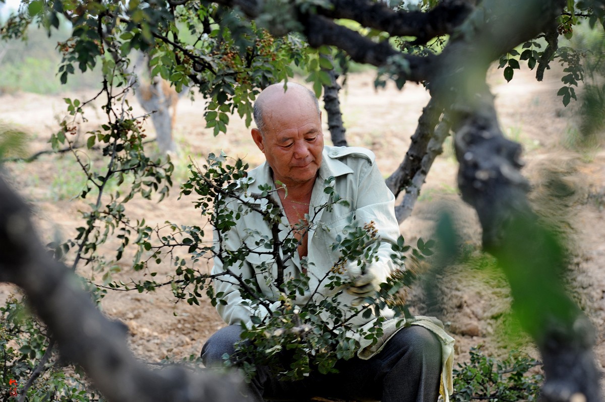 干旱致花椒裂口脱落,老妇幼成采摘主力,7旬夫妻一天干12小时