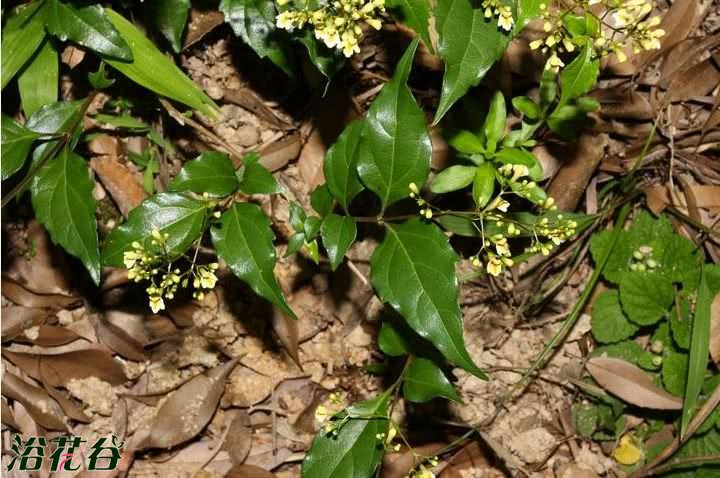 在农村被人称为斑鸠树过去无人问津如今却成为了摇钱树