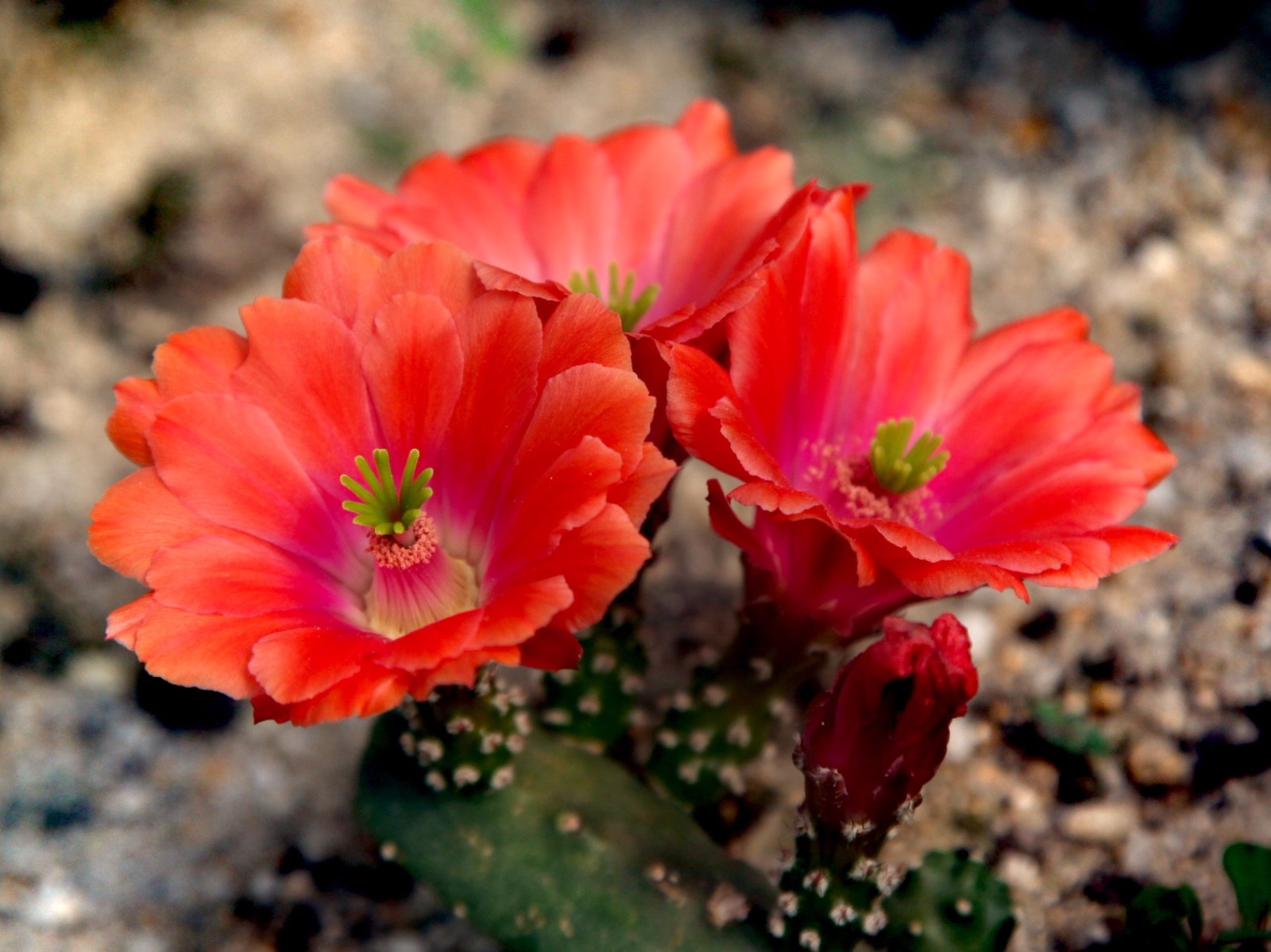 看桃太郎绽放盛事,为沙漠英雄点赞!
