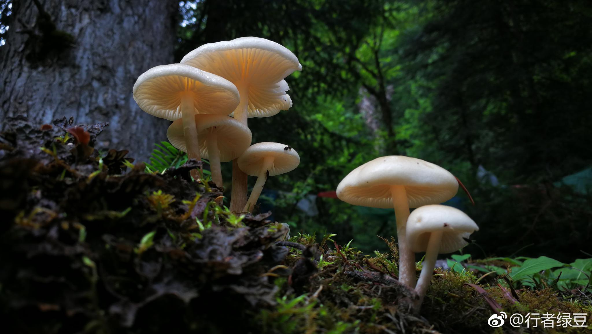 今日徒步神瀑,蘑菇篇.其实拍了几十种,小的如米粒