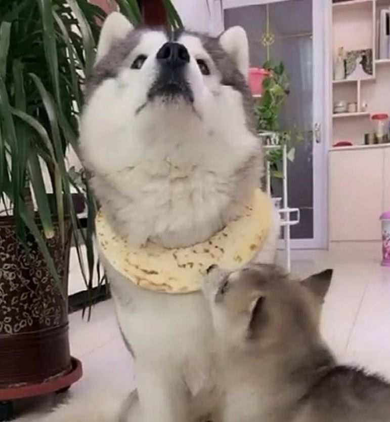 主人出差担心哈士奇在家挨饿,于是在二哈脖子上挂了一个大饼