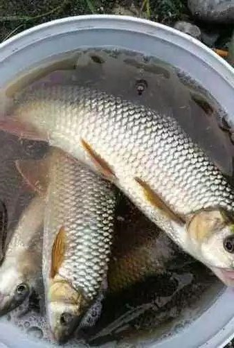 溪流野钓意外钓获赤尾鱼,味美鲜香让人留恋