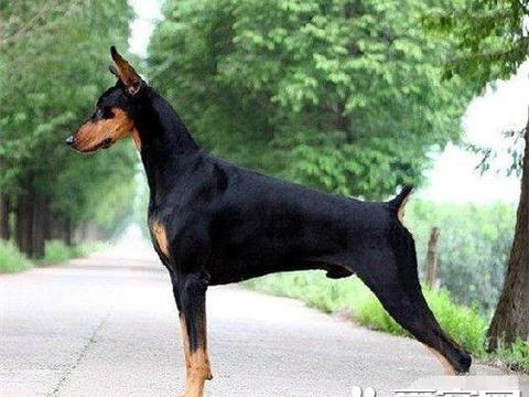杜宾犬体重 成年后可以达到30到40公斤|杜宾犬|体重|母狗|杜宾|狗狗_新浪新闻