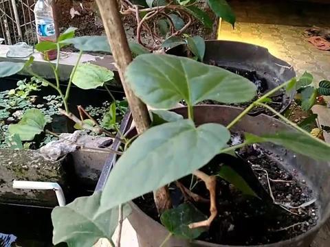 这种植物攀附在墙上如同一片瀑布,没想到那都是它的气根|锦屏|气根|养护|植物|枝条_新浪新闻