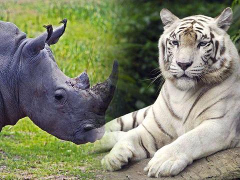 两头老虎联合起来都打不过犀牛吗?犀牛的战斗力有多强?
