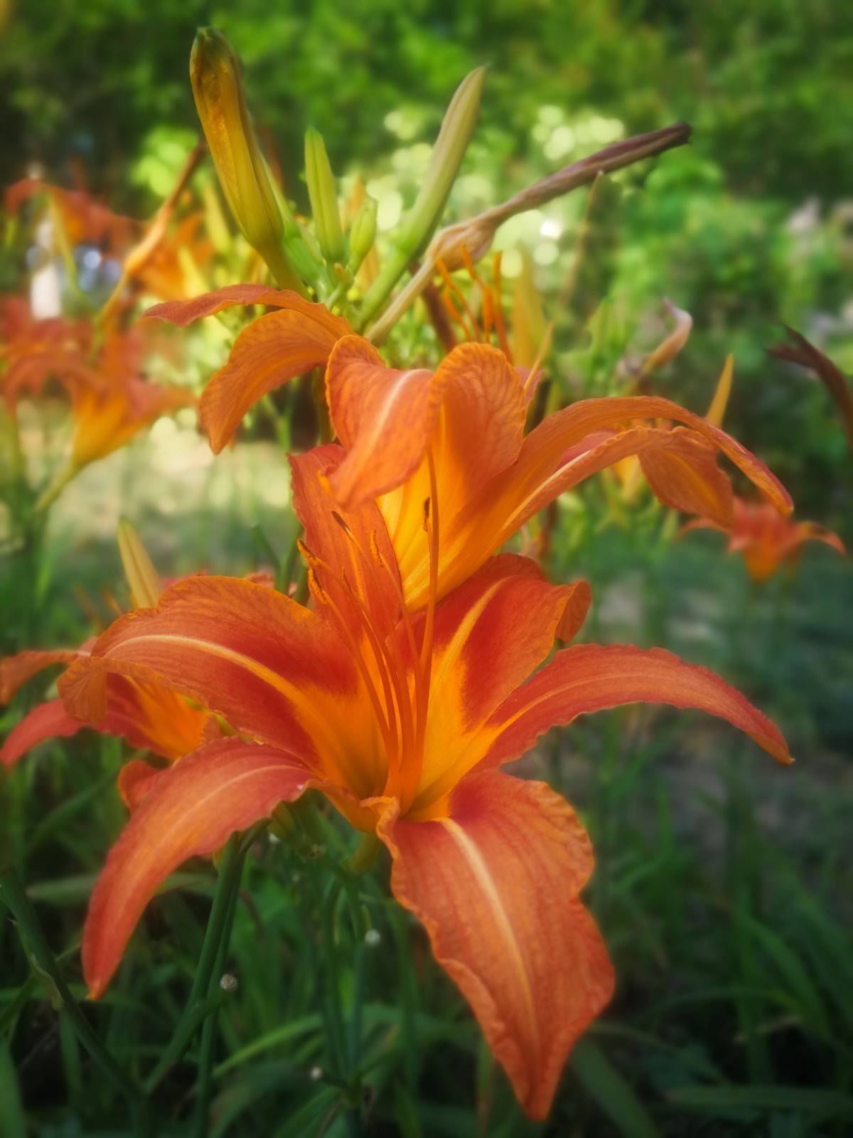 叫做母亲花,感恩祝福的意义堪比康乃馨|黄花菜|母亲|萱草_新浪新闻