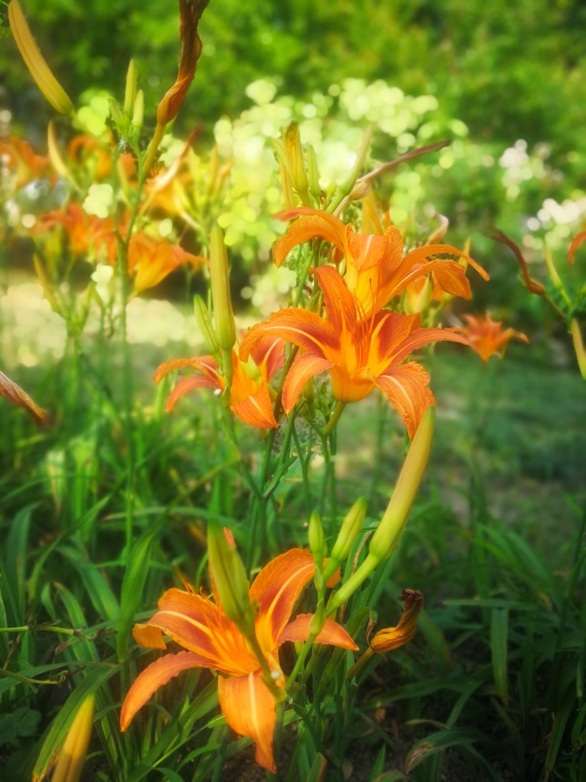 叫做母亲花,感恩祝福的意义堪比康乃馨|黄花菜|母亲|萱草_新浪新闻