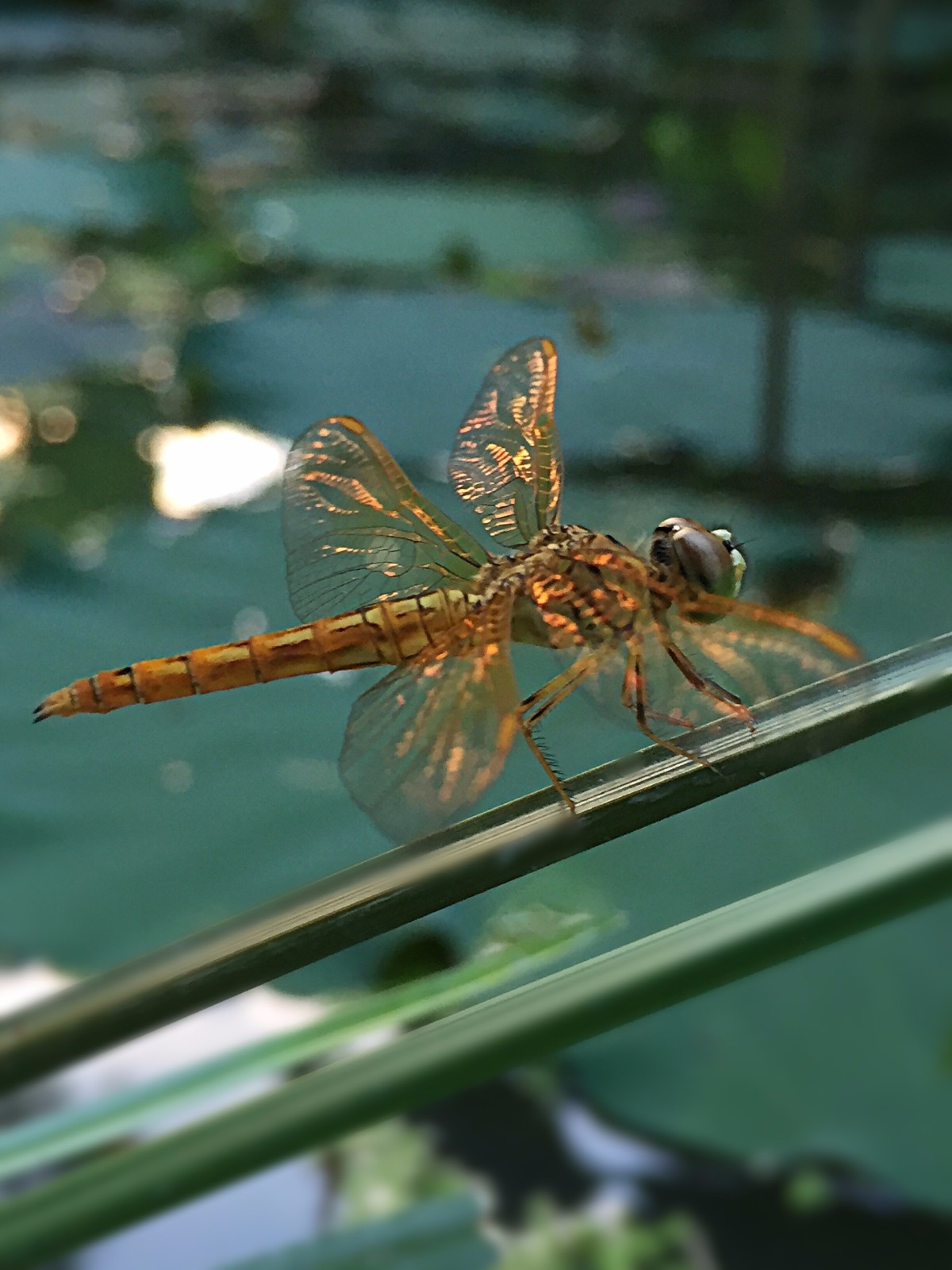 各种颜色的蜻蜓