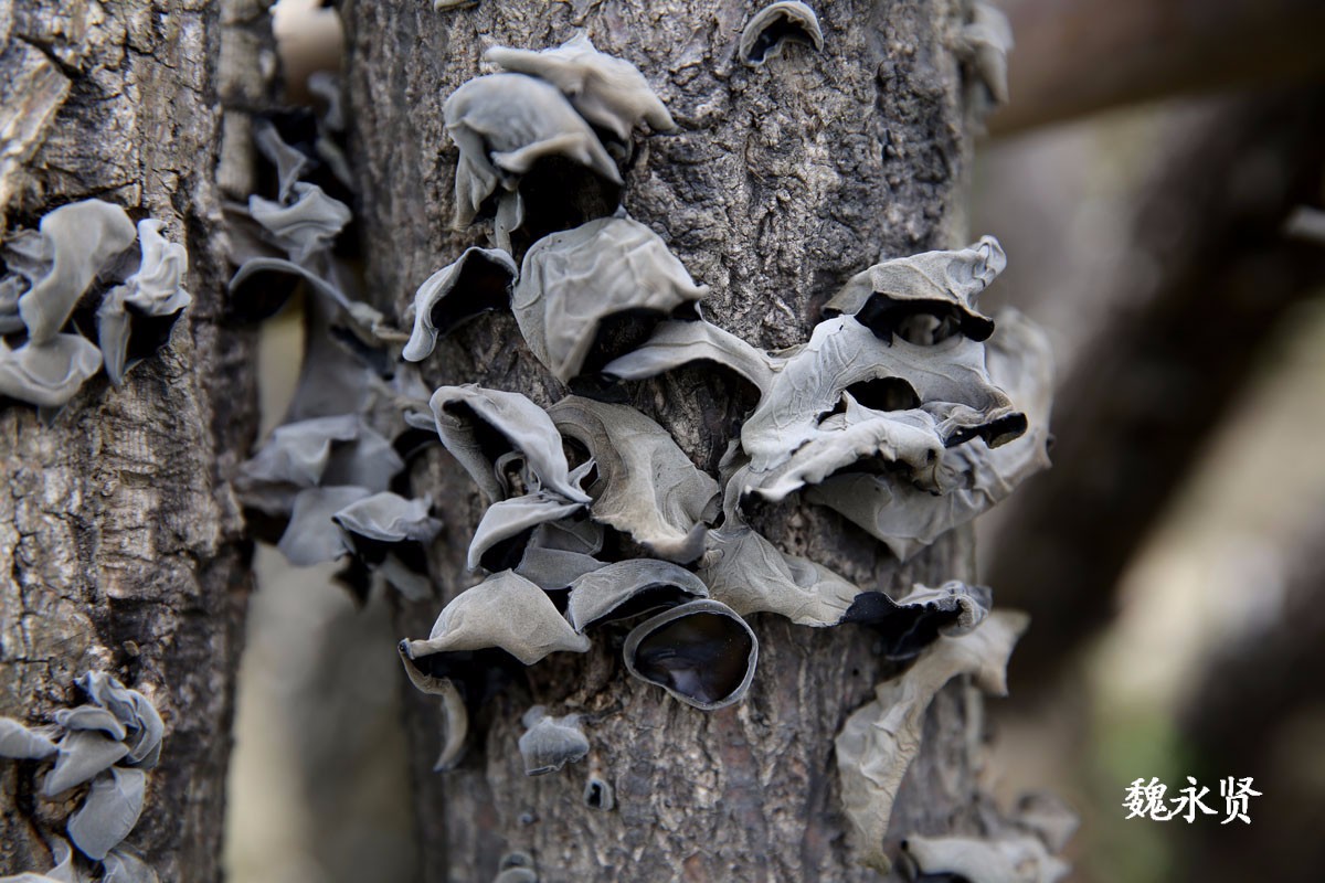 椴木黑木耳开在山野里的"黑牡丹"