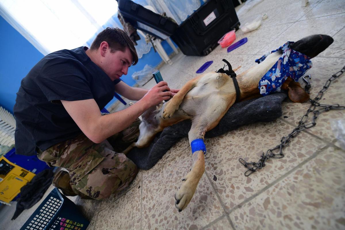 港的一座临时建筑内为当地的数十只猫和狗做阉割手术和癌细胞切除手术