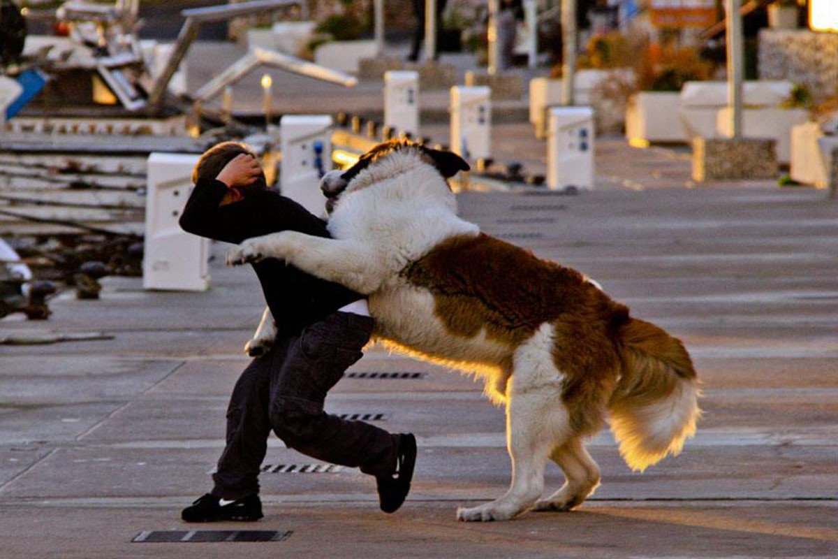 路遇咬人恶犬该怎么办?这些办法也许能救一命!