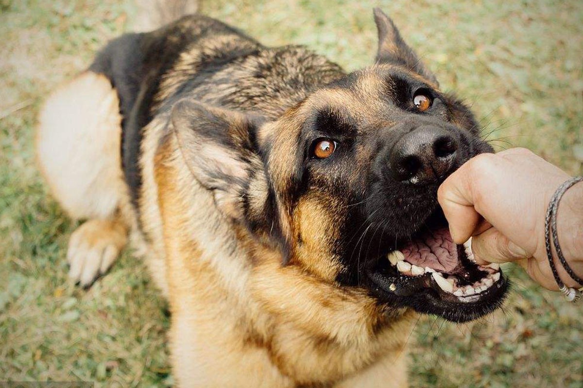 图片[1]-遇到恶犬怎么办如何防卫？-博云求真