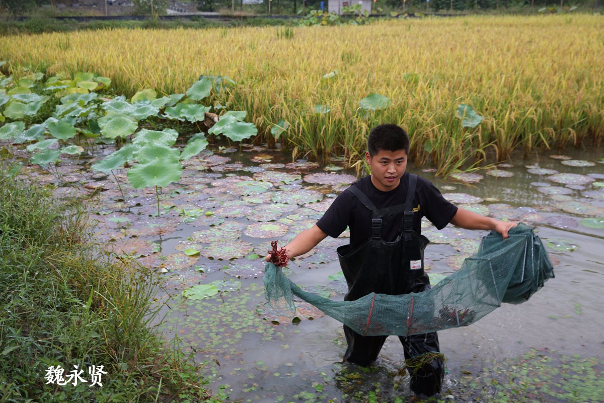 陕南小伙投百万稻田养龙虾 成功后要复制稻虾共存循环养殖