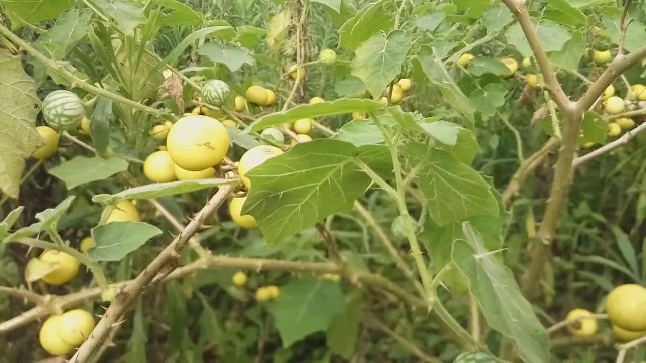 农村这种有小毒的野果,治疗牙痛效果很好,只是知道的人并不多