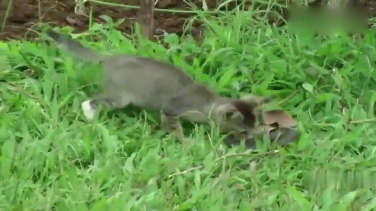 小猫咪斗毒蛇,猫的反应速度太灵敏了!
