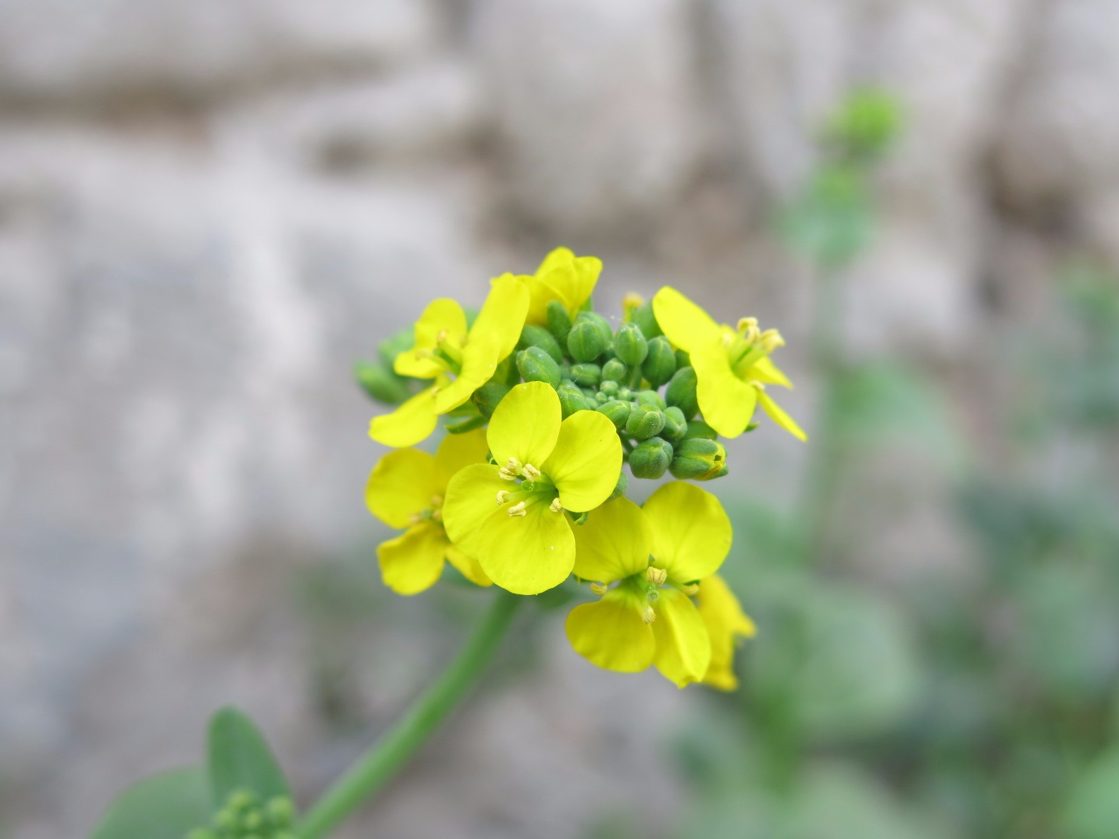 近拍春天油菜花,春天需要大家发现美的眼睛