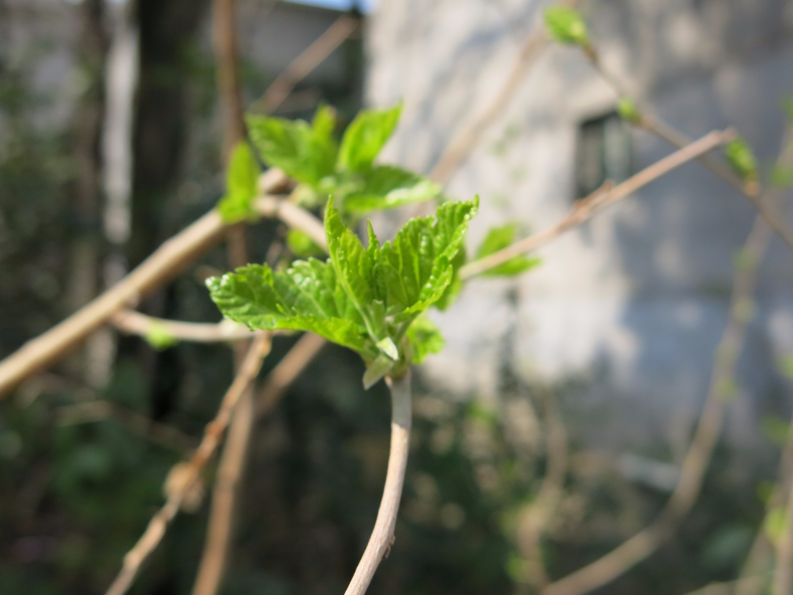 近拍春天油菜花,春天需要大家发现美的眼睛_新浪看点