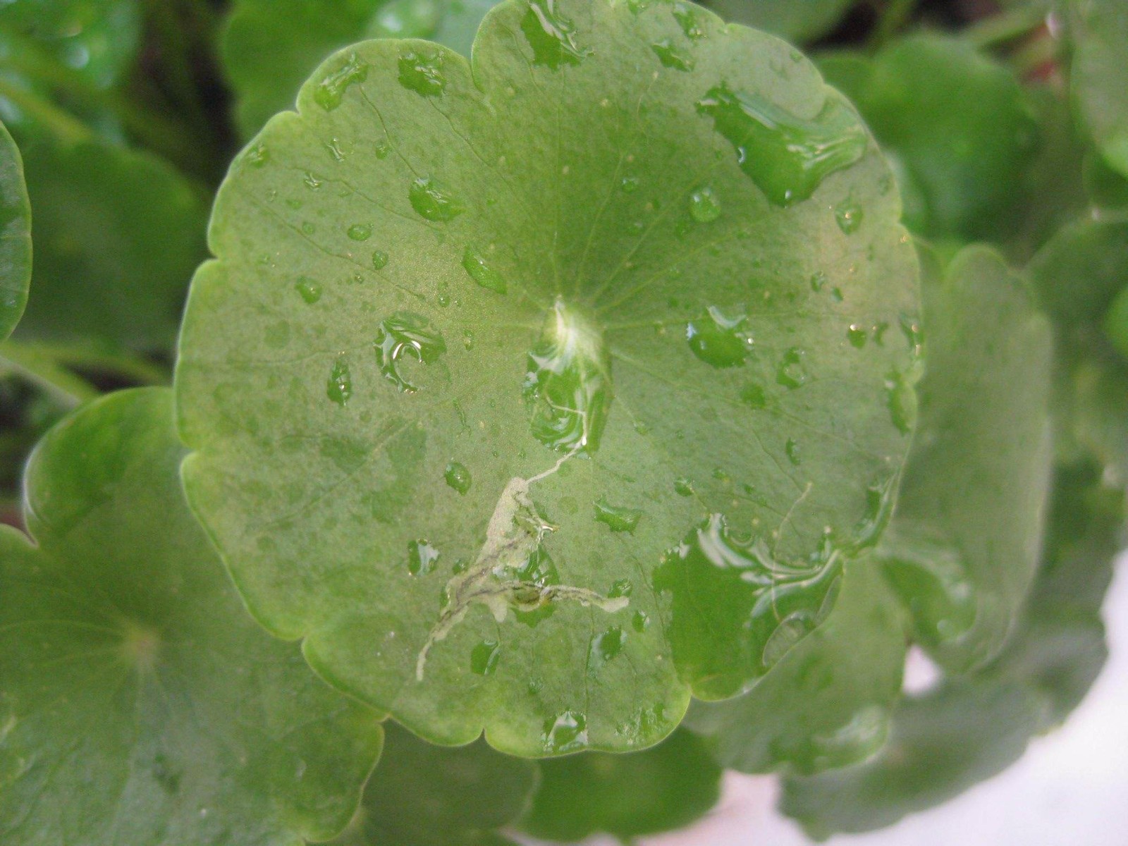 农村圆形的草叶,是"胆结石"和"肾结石"的克星__财经头条