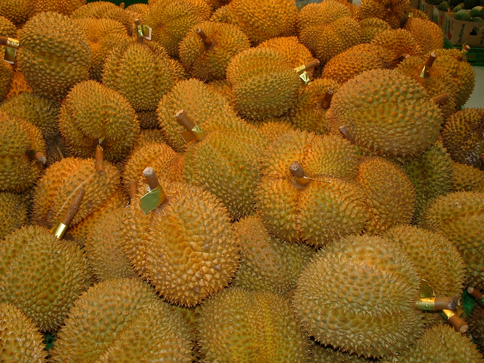 中国榴莲长在哪里,中国榴莲的产地主要在哪里