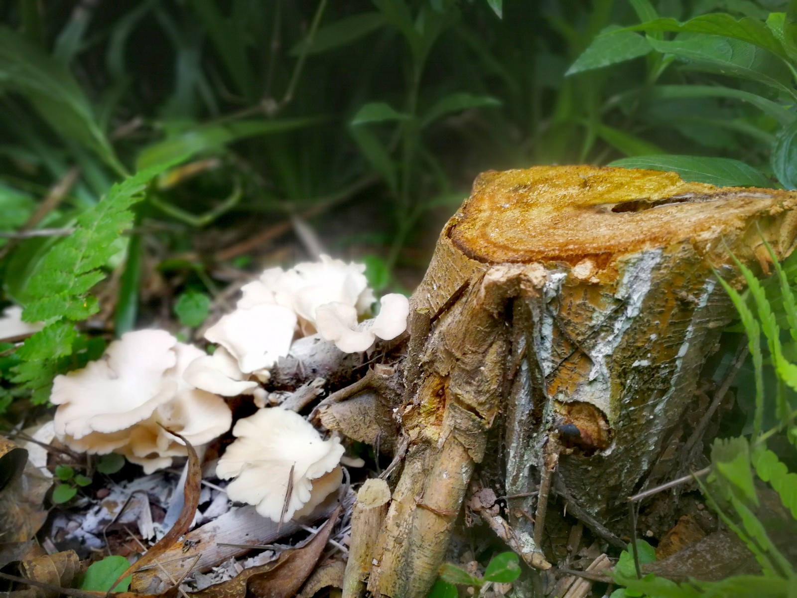 这树菇还查不到名称树根长出来白花花菌子谁知能吃不能吃呢