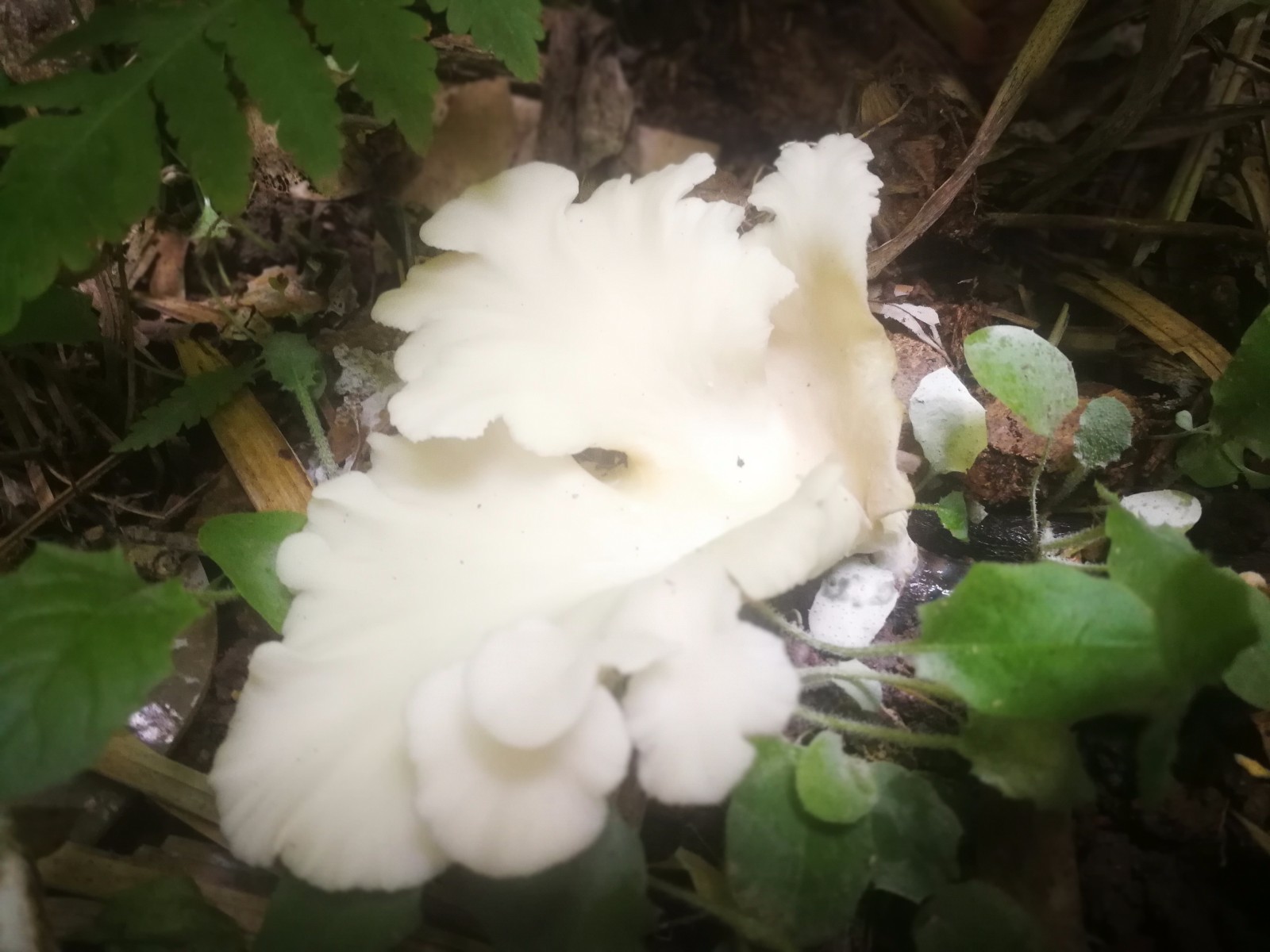 柳树上的白色蘑菇图片