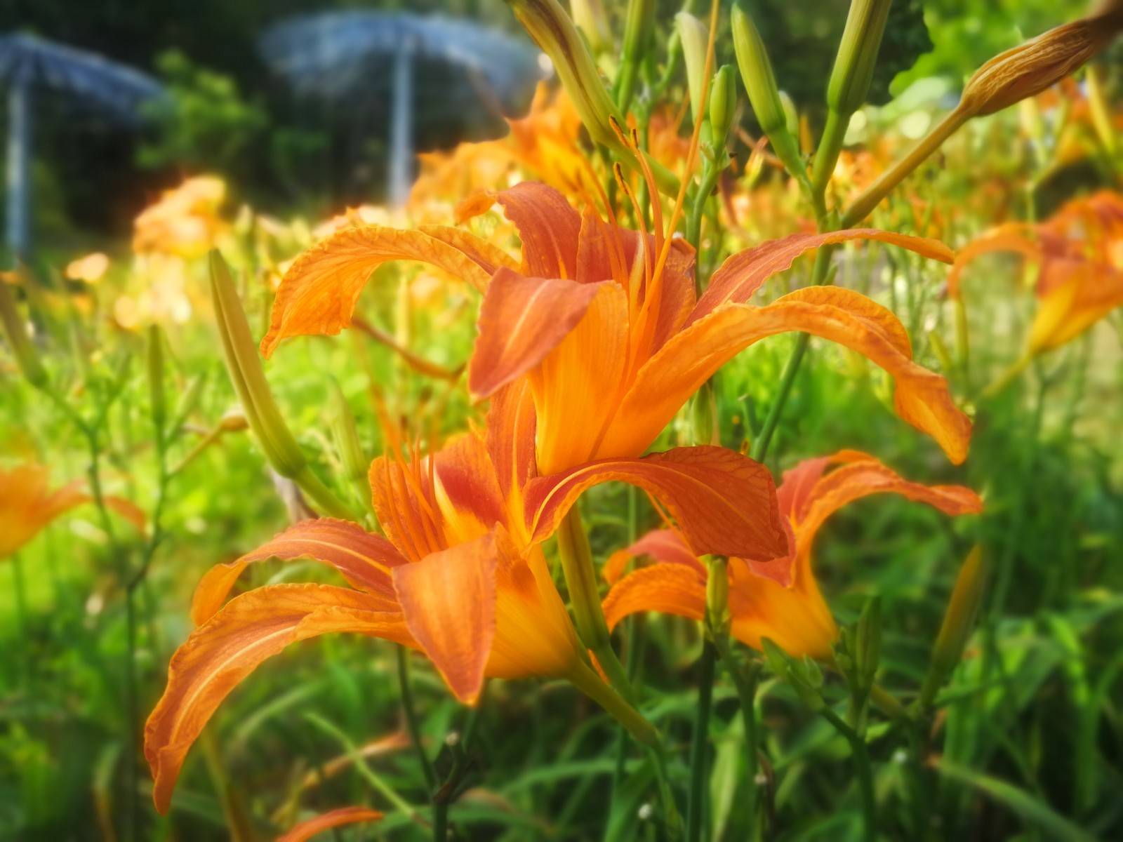 从此,母亲居住的屋子也称萱堂,萱草就成了母亲的代称,它也成了中国的