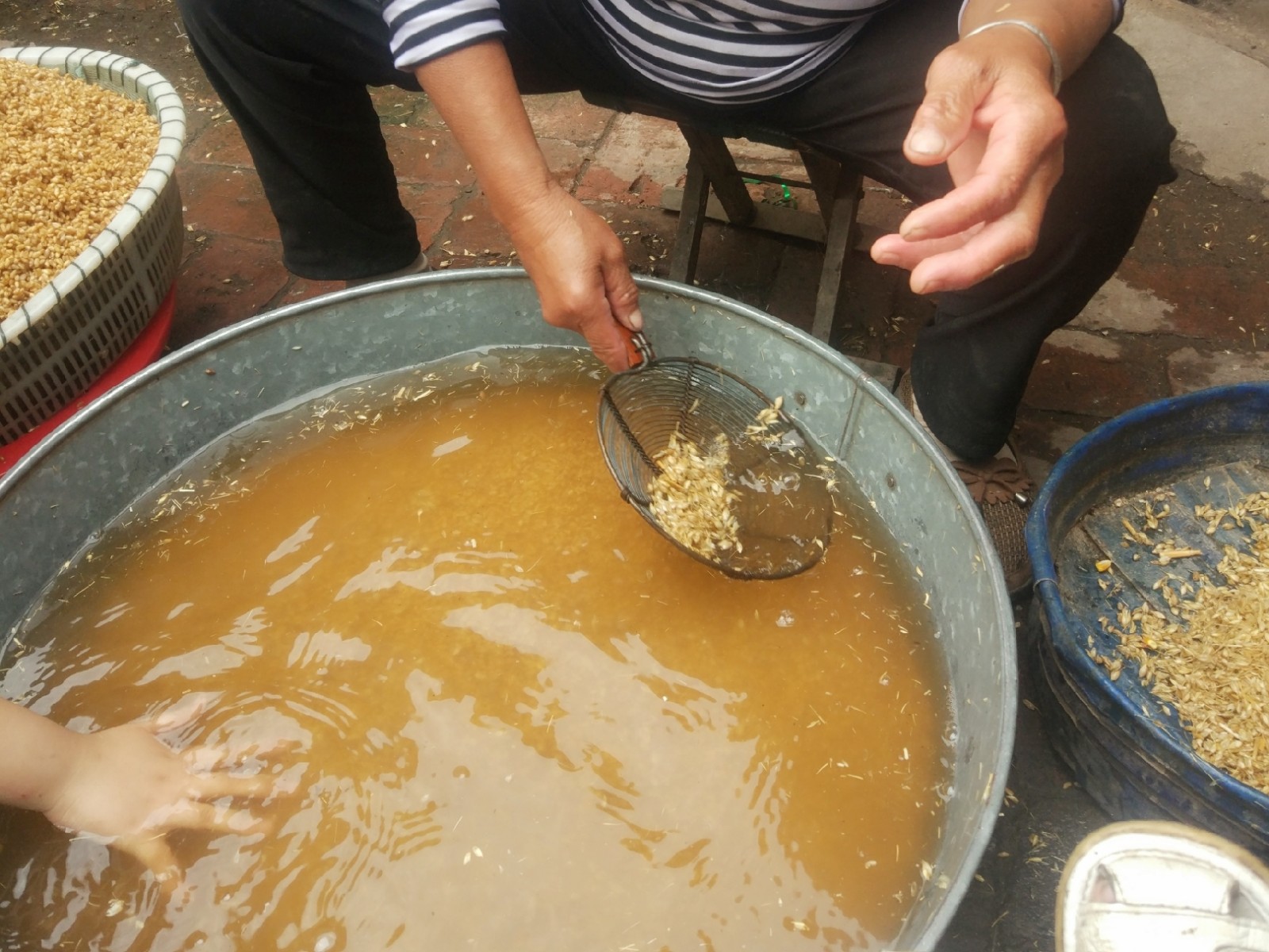 农村老妈捞麦子磨白面原汁原味无任何添加剂城里人买不到