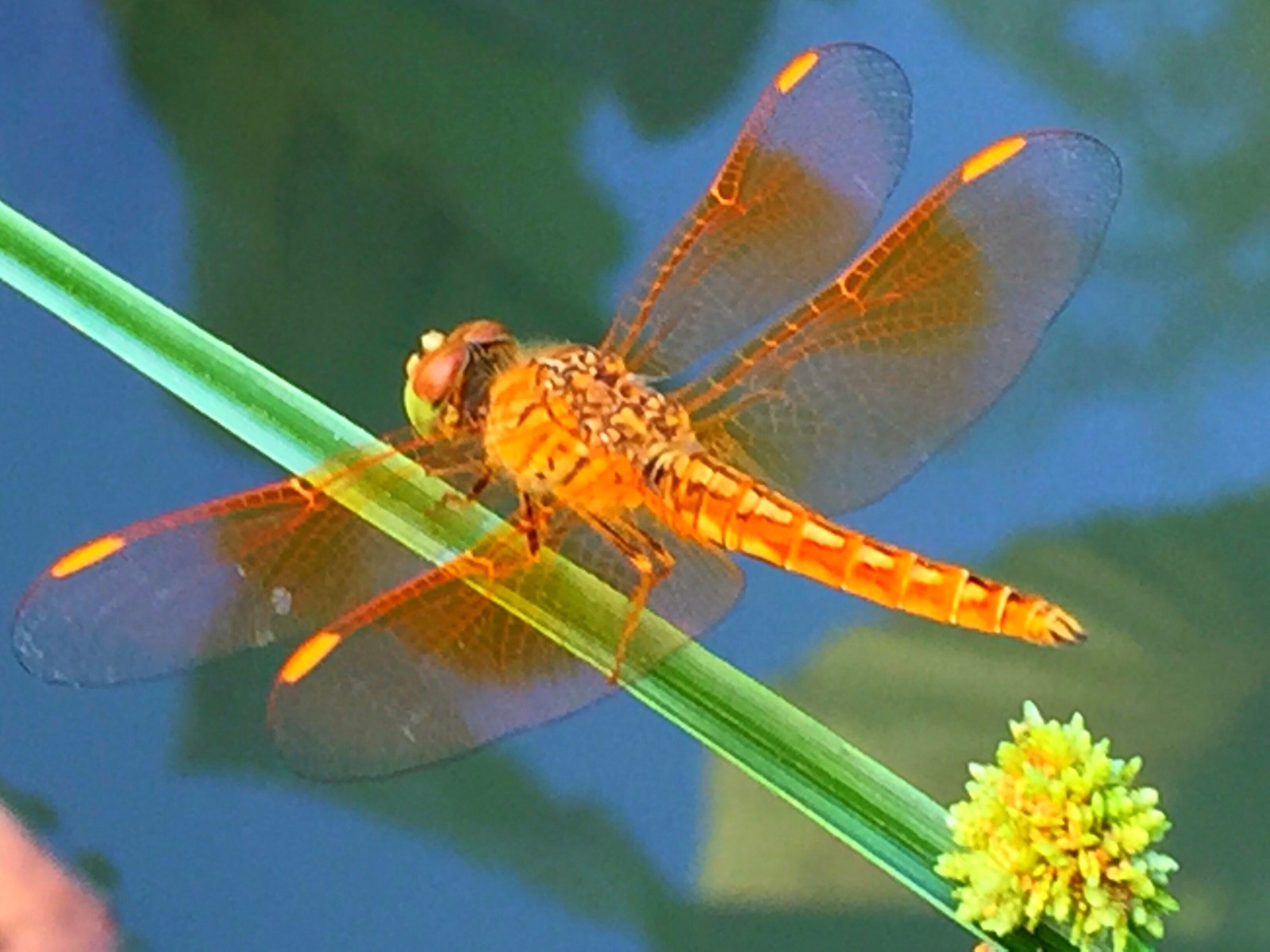 各种颜色的蜻蜓