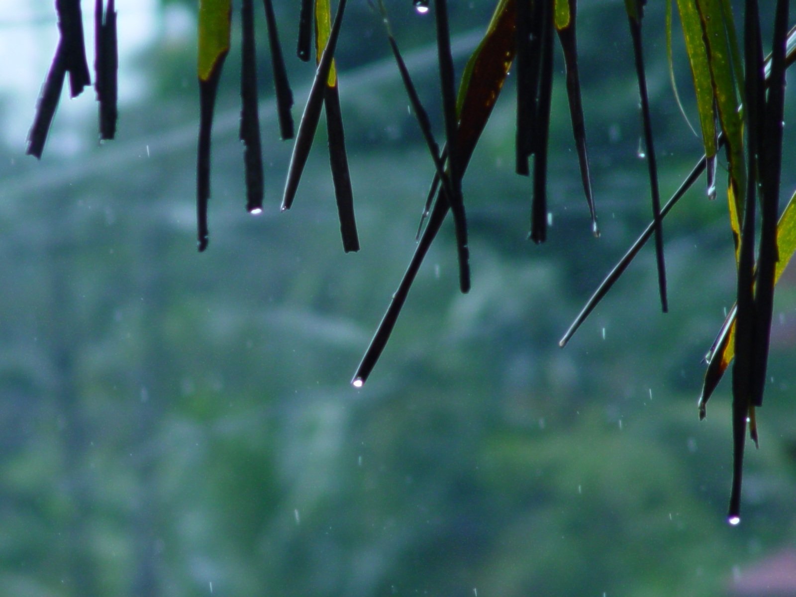 雨天摄影的几个简单小技巧拍出不一样雨条雨滴水珠涟漪