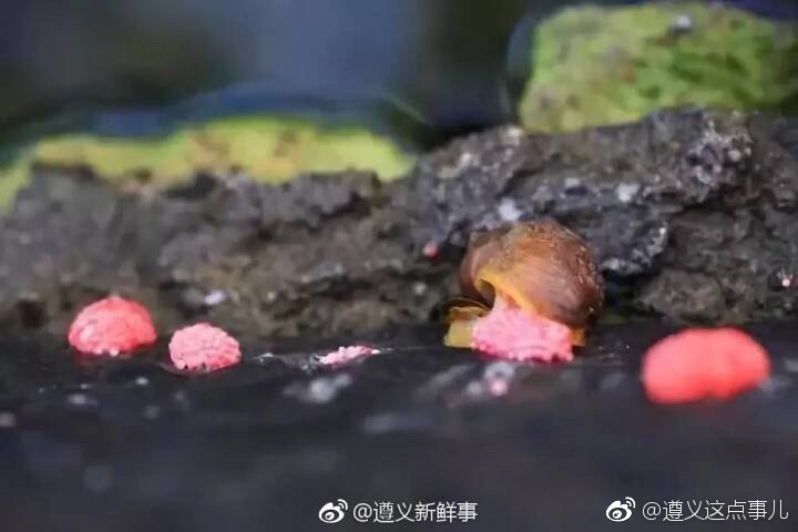 遵义湘江河边出现大量福寿螺卵别轻易食用