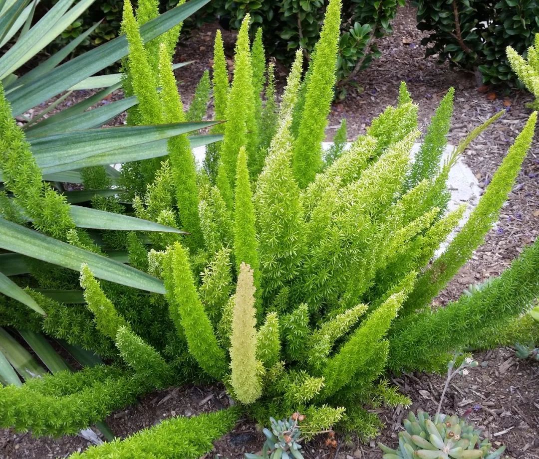 9种观赏性特别好的观叶植物,叶片比观花植物还美