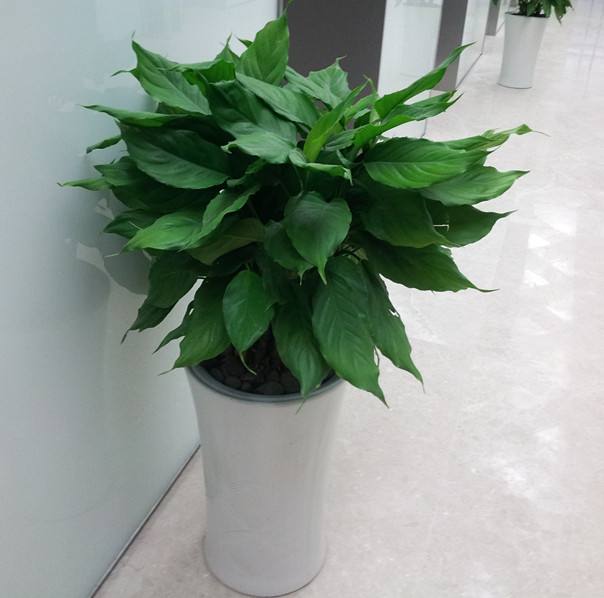 万年青它一年四季都是绿色的,因此才有这个名字,它的生命力是非常强的