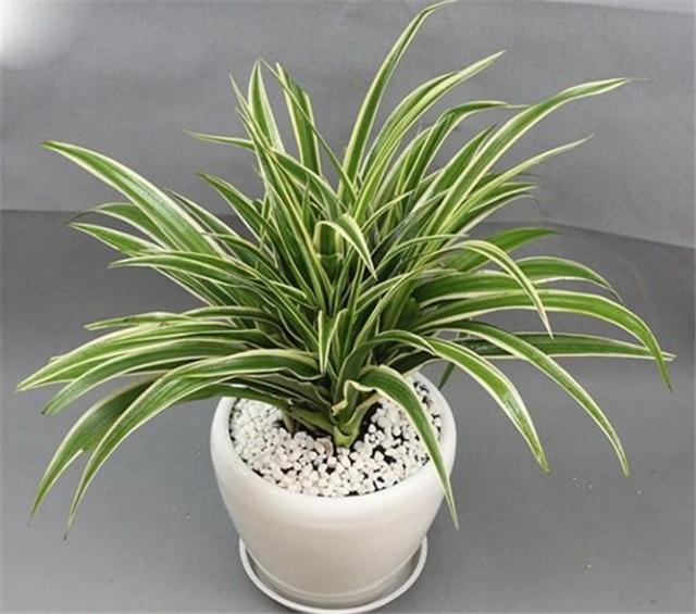 土培吊兰怎么养,适当保持光照,一盆变多盆!