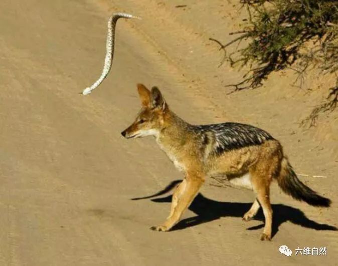抛条死蛇就能吓走胡狼却不知胡狼其实也是吃蛇高手