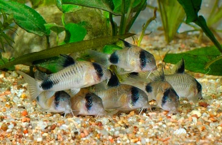 鼠鱼饲养方法,公母分辨有诀窍