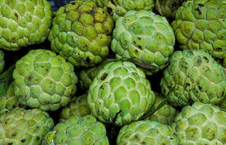 越南的水果有多便宜?榴莲低到6元一斤!莲雾1元一斤!