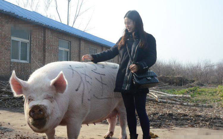 美女骑1500斤猪王出行,不用加油只吃白菜,真皮座椅全程声控