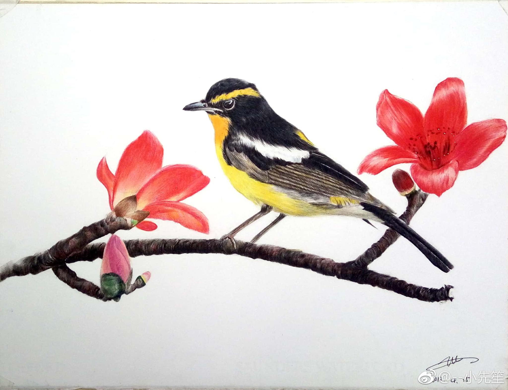 彩铅/花鸟绘工具: 三菱880,获多福细纹水彩纸投稿