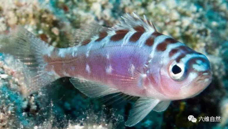 大自然中痴迷变性上瘾的鱼类垩鮨鱼一天竟可变换性别二十次