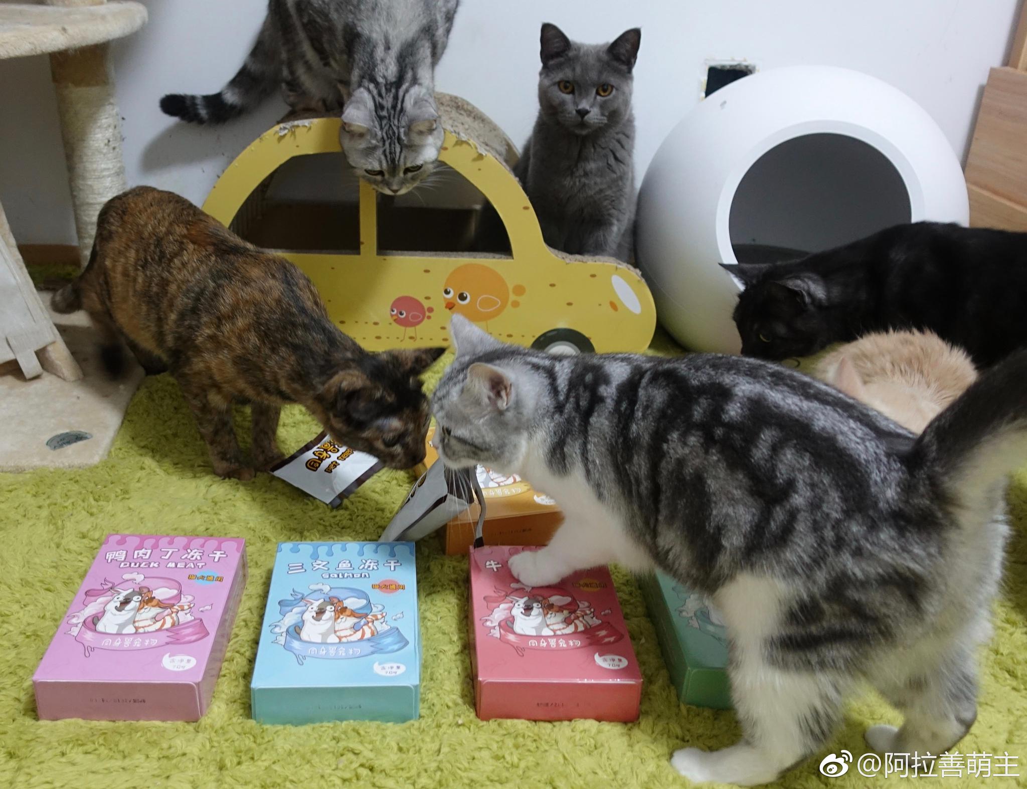 我家10只猫咪向来都是无肉不欢的