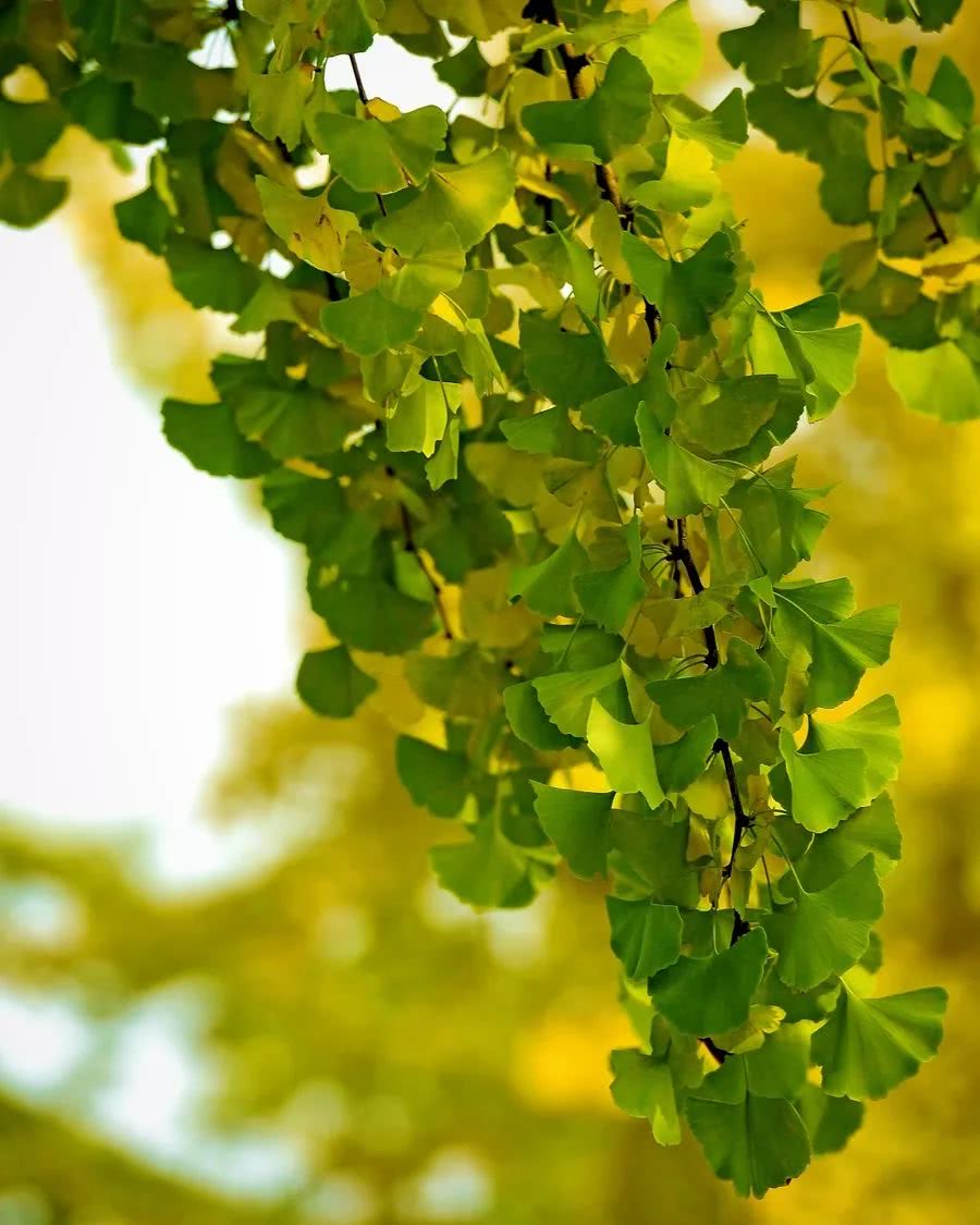 美文欣赏 巫溪的公孙树