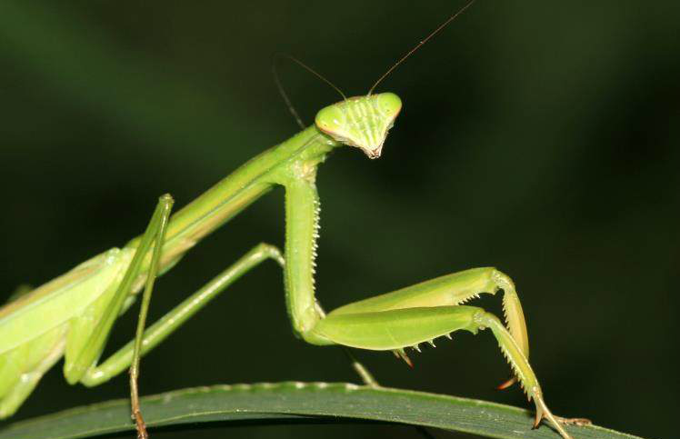 看看还认识这些虫子嘛小时候常常抓来玩儿儿时记忆