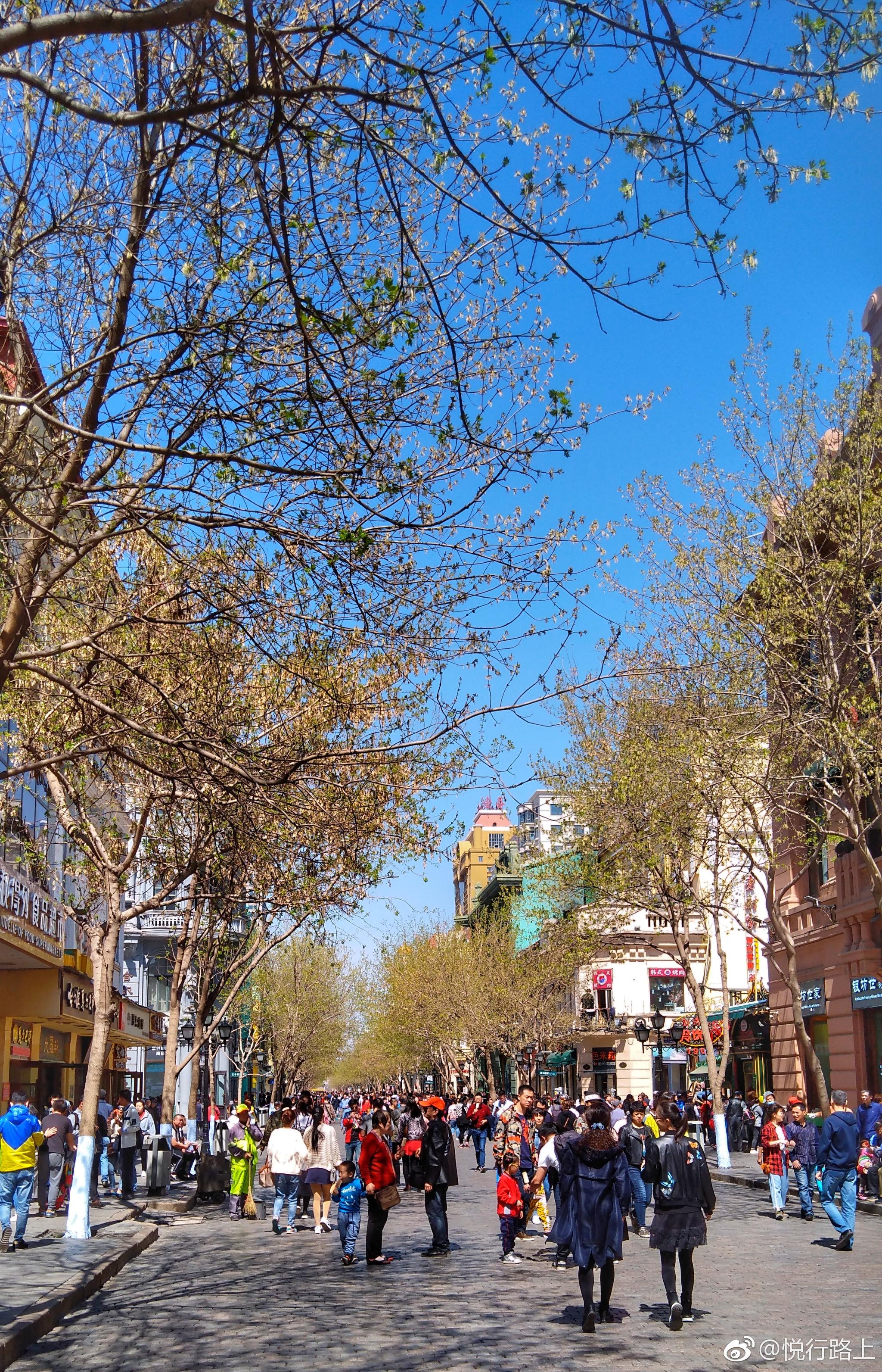 打卡中央大街,树都绿了