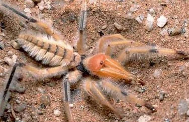 地球上最大的食人蛛, 能杀死骆驼, 曾给驻伊拉克美军带来极大麻烦
