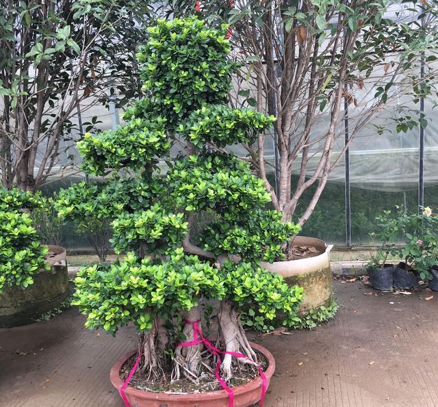 今天刚到的榕树盆景每个造型都不同大家欣赏下