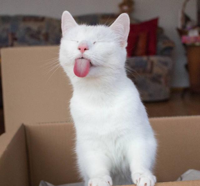 鸳鸯眼小白猫伸舌头怼主人真想拉出来耍一耍