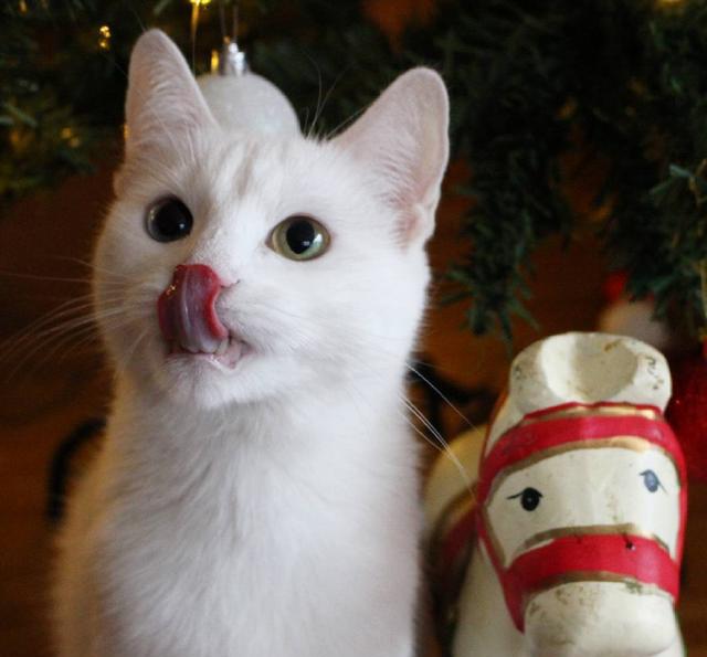 鸳鸯眼小白猫伸舌头怼主人真想拉出来耍一耍