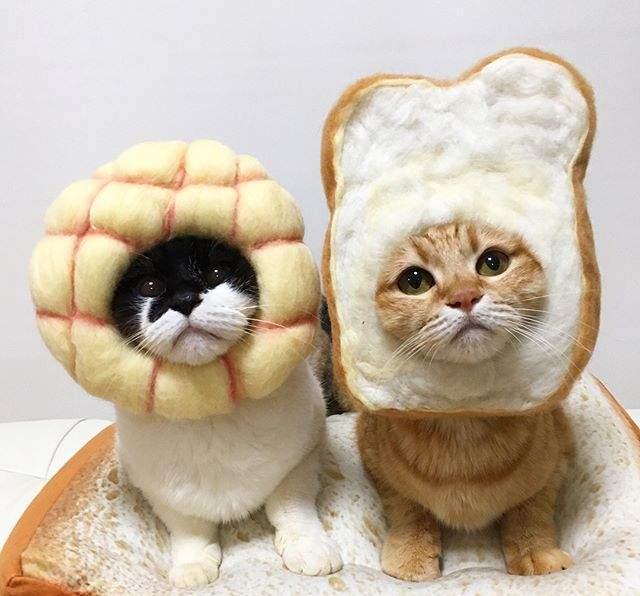 猫奴是猫咪头套狂热者,看看这可爱的鲷鱼烧面包喵星人,太犯规了