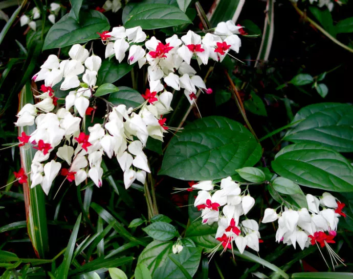 龙吐珠,即珍珠宝莲,在夏季和秋季开花,开花时白色的花萼中会吐出鲜